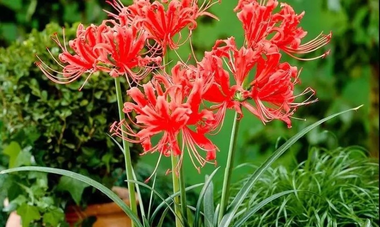 曼珠沙華，彼岸花