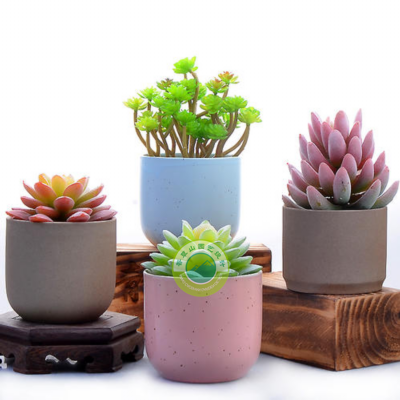 多肉經(jīng)典組合