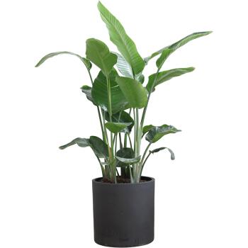 一年四季該如何維護綠植呢？