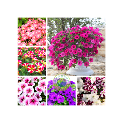 牽?；?></div>
          <div   id=