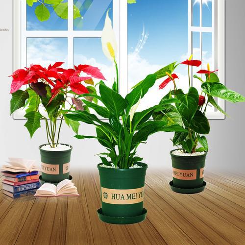 花卉租賃有哪些優(yōu)勢呢？