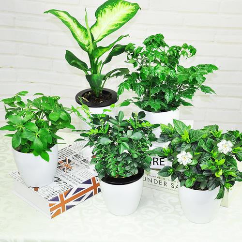 綠植生長(cháng)過(guò)程中會(huì )出現什么問(wèn)題？