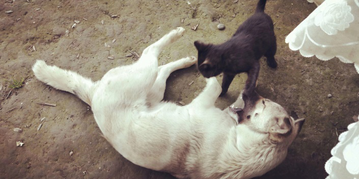 成都香草山示美園藝設計有限公司獻愛(ài)心——領(lǐng)養流浪貓狗記