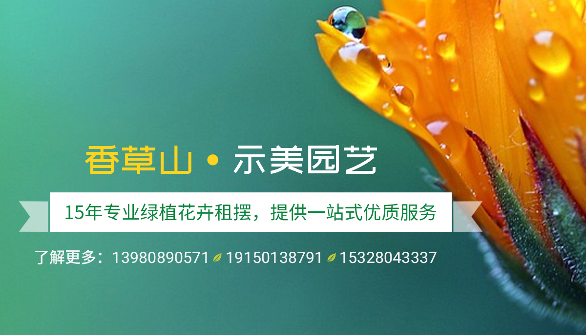 香草山園藝：一千種多肉，一千種乖萌