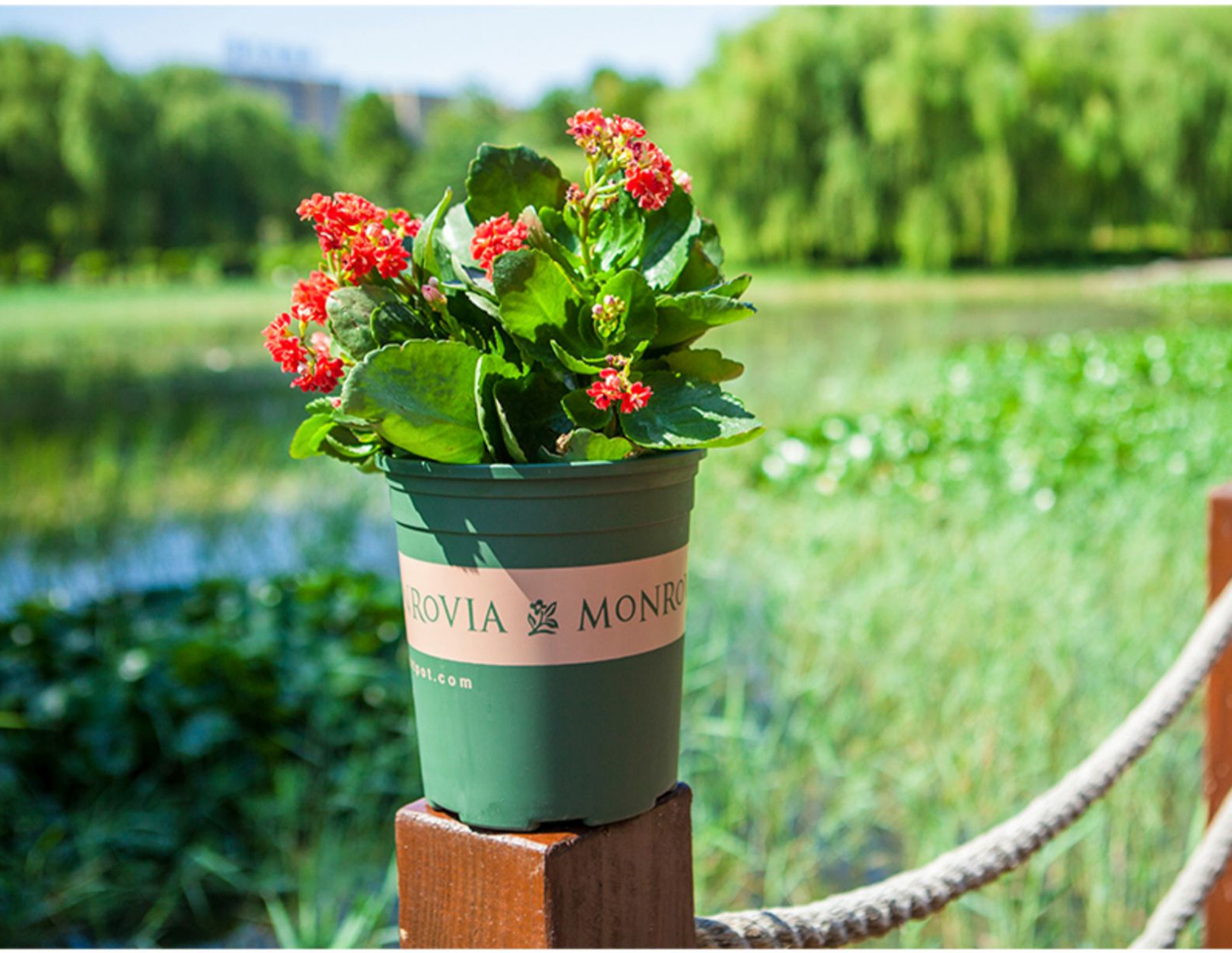 樹(shù)脂加侖花盆