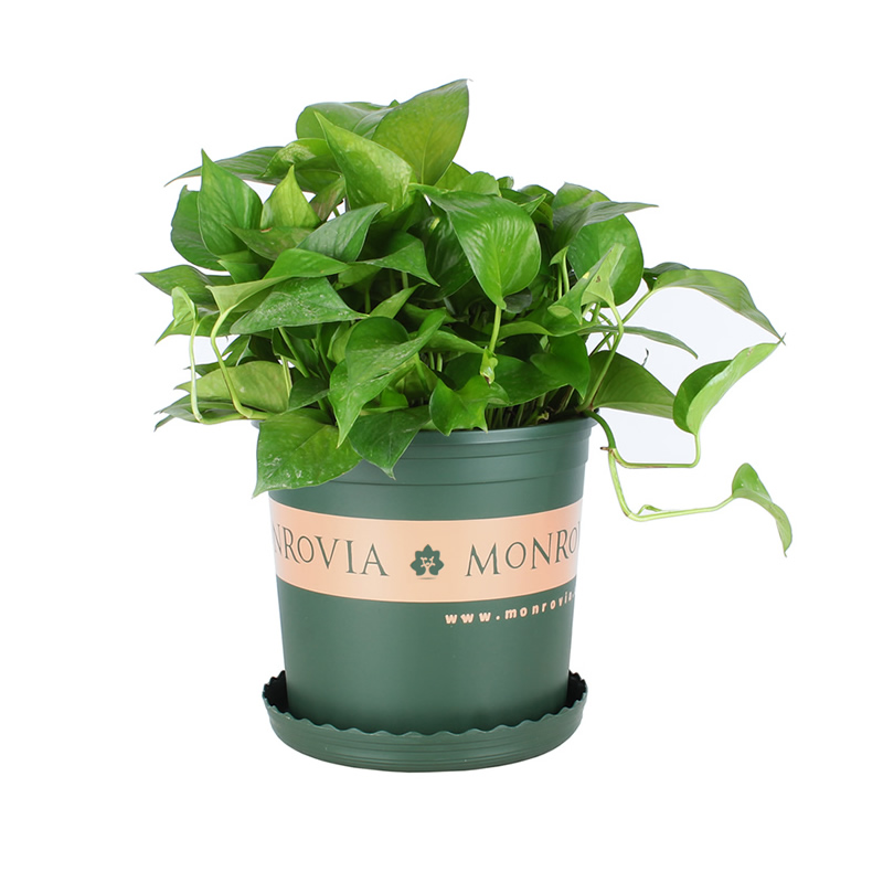 樹(shù)脂加侖花盆