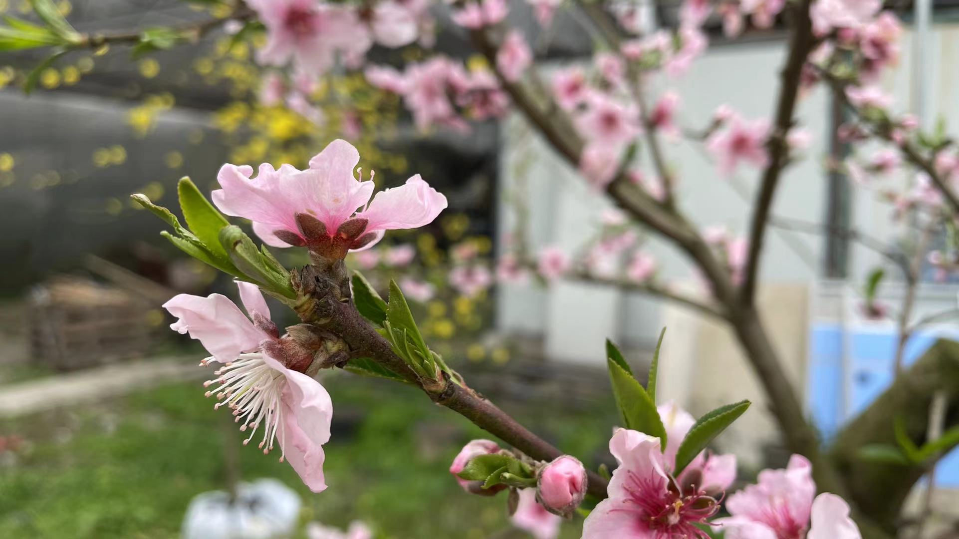 春暖花開(kāi)，綠植租賃綠植租擺成都香草山示美園藝設計有限公司苗圃基地的花開(kāi)了