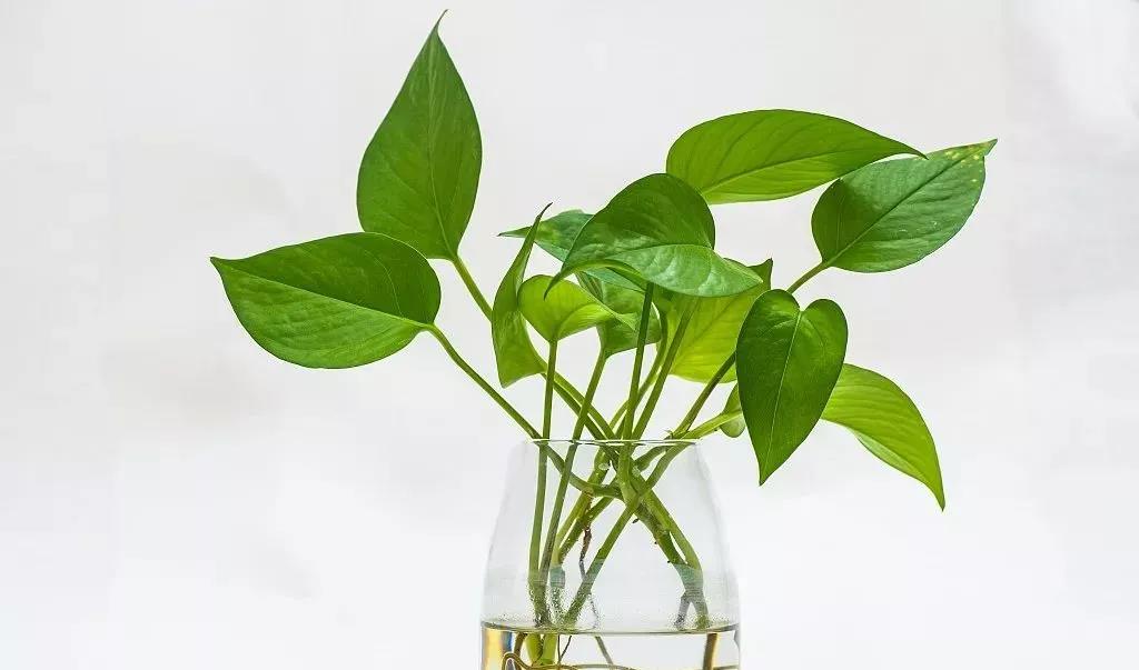 香草山綠植課堂丨是什么讓綠蘿變枯萎？解析綠蘿種植常見(jiàn)誤區