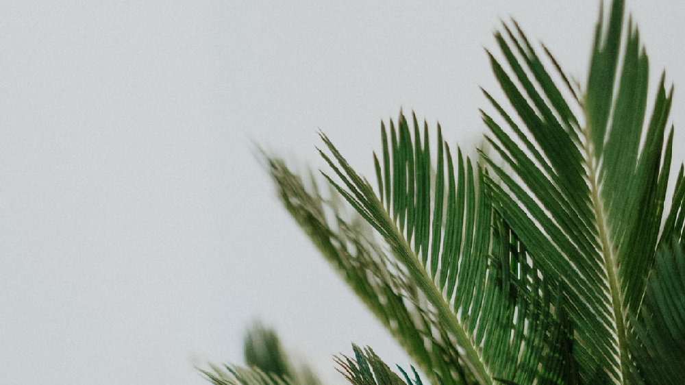 香草山 | 辦公室綠植要“對癥下藥”，快看看自己適合啥？